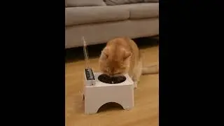 Hoeiwell's Smart pet feeder，smart flip pet bowl HW-PF02 #cat #dog #pet