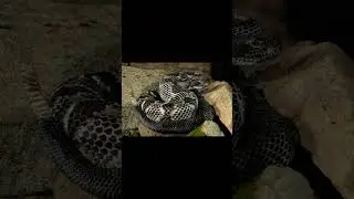 Timber Rattlesnake and Smooth Softshell Turtle