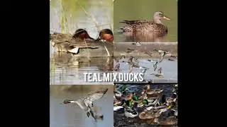 Teal mix Ducks best migrate call