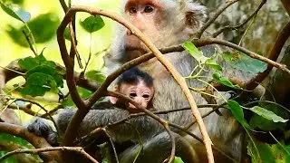 Old Mom Butter with New Born Baby So Scary, Worry, Afraid Of Everyone, all Stay On Tree for Long