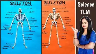 Skeleton Project | How To Make Skeleton Project | Science TLM | School Project |