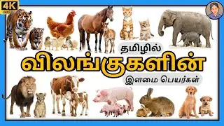 விலங்குகளின் இளமைப் பெயர்கள் | Animal young one name in Tamil | இளமை பெயர்கள் @AliceWorld-KidsTV