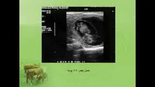 الكشف المبكر عن الحمل عند الأبقار باستخدام جهاز الأمواج فوق الصوتية