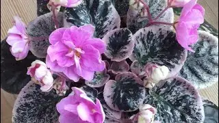 ÖZEL TÜR MENEKŞE YAPRAKLARI SATIŞTA🌸🌸bu yapraklar devasa ve çok sağlıklı😉