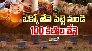 Honey Bee Farming In Telugu : ఒక్కో తేనె పెట్టె నుండి 100 కిలోల తేనె.. | Honey Bee Nest | Mega9 Tv