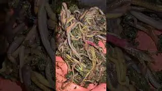 Very Satisfying Check-In & Feeding of Mixed Worm Bin 2 After 17 Days 27 December 2025 #wormfarm