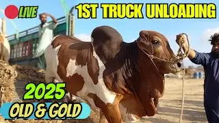 First truck unloading in northern bypass Mandi 2025