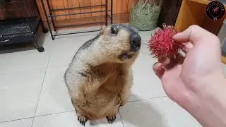 zabawny świstak żuje rambutan po raz pierwszy