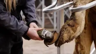 EkoChute Manual Hoof Trimming Crush