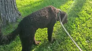 Jagger Albert and Bella walk on the leash very well