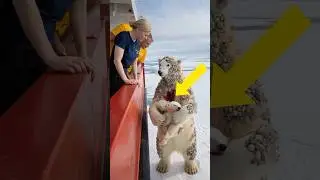 Heartwarming rescue of polar bear mom by volunteers in harsh Arctic.