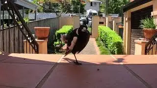 Australian Magpie Vomit - YUCK  #magpie