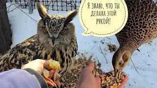 Новый уровень отношений с фазанкой! Сова Ёль на всех дуется. Пёс Кубик сходил купил рыб в автолавку
