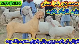26 Jan 2026 Mohammad pur Asia Ki Sabse Badi Bakra Mandi visit 03194229636 at Malik Waqas goat farm