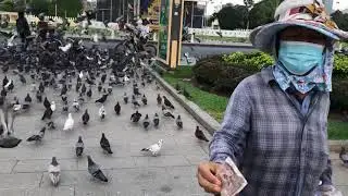 Morning in front of Royal Palace during lockdown feeding some food for pigeon