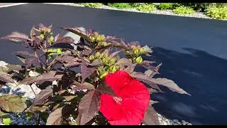 3 in 1    How to Fix a Sunken Asphalt Driveway, Tire Depressions, and Seal your Driveway