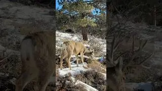 Two young Bucks with nice racks hanging out and grazing in Rocky Mountain National Park