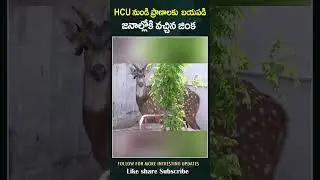 HCU నుండి ప్రాణాలకు బయపడి జనాల్లోకి వచ్చిన జింక | Anilams Suffering for HCU Land Issue | SMV