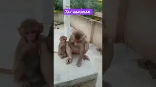monkey love #pet love # eating food #