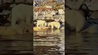 Arctic Family Feast: Polar Bear Mum and Cubs Share a Whale Buffet 🐾❄️ | An Intimate Arctic Encounter