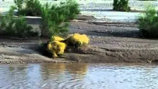 dodder orange parasitic plant invades Arizona