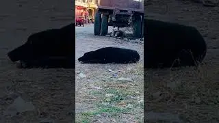 #dogprankvideo #funny #funnybox 😁😃😬