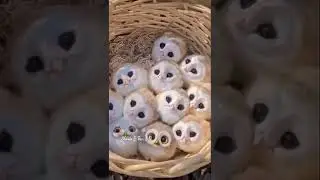 Have You Ever Seen White Baby Owl 🦉🤍 ?| #shorts #cute #owl #pet #pets #babyshorts #babyowl #birds