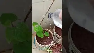 Empty Water Bottle Hacks #diy #plants #reuse