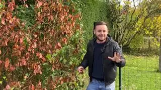 D&eacute;g&acirc;t de la s&eacute;cheresse sur les arbustes. 