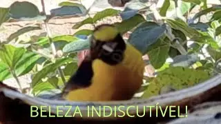#BELEZA INDISCUTÍVEL DO FIN FIN.