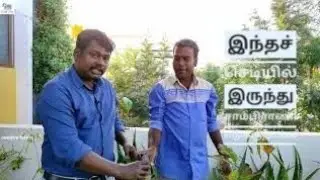 குங்கிலியம் செடி| குங்கிலியம் வகைகள் மற்றும் நன்மைகள் | Kungiliyam Health Benefits| Sal Tree