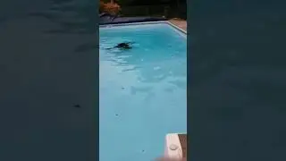 GTA Underwater Pool Repair - Drysuit Scuba Pool Patching - Pool Buoy Corp. Leak Detection