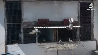 Iniciando treinamento dos pombos Correios para a temporada 2022 🔥🔥🔥