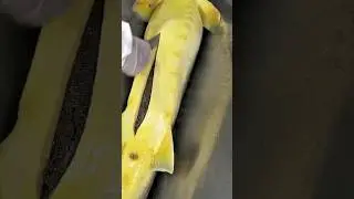caviar harvesting process #fishkeepinghobby #aquaculture #fishing #fishfarming #fishculture