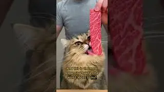 CAT Tries $500 Wagyu Beef for the FIRST Time 😳😻 ASMR Reaction You MUST See! #cat #wagyu #usa
