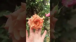 Флорибунда Энн Хендерсон после ливневого дождя