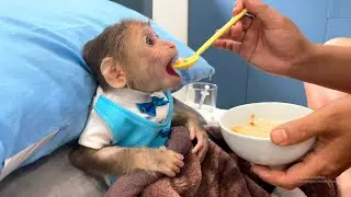 Monkey CUBIS enjoys nutritious carrot porridge that Dad cooked!