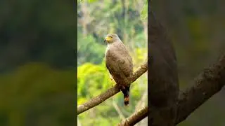 Redtail hawk, the world's most dangerous bird