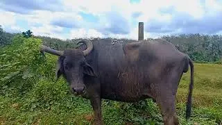 මී හරකට බෙහත් කරන්න ගිහින් උන දේ