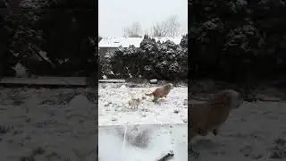 we had such a good day #firstsnow #snowday #dogsinsnow #dogshorts #funnydog #funny #cuteanimals