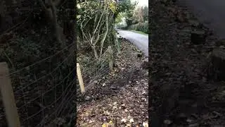 Hawthorn hedge planting