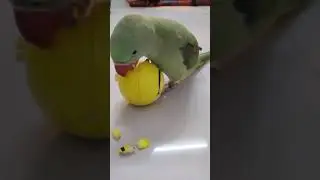 tuity my parrot 🦜