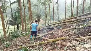KHAI THÁC GỖ KEO- DÂN TỘC TÀY ĐỘNG BẮC.