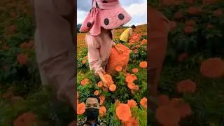 Bunga Marigold sebagai Bahan Baku Teh (Marigold Tea) #nature #flowers