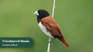 Tri-coloured Munia  | Birding Frames | Wildlife Photography