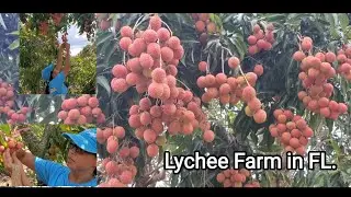 O'Berry Lychee Grove in FL. | MAY 2021