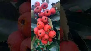 Sweet Comes After the Sour #FruitVideo #SweetAndSour #NaturalAtmosphere #Fresh