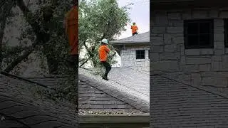 Good Guys Tree Service   Tree Trimming