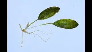 Seagrass monitoring in the Swan Canning (Derbal Yirragan Djarlgarro) waterway