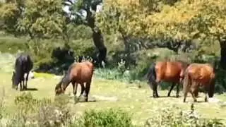 GIARA DI GESTURI in maggio